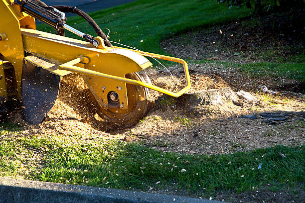 Best Tree Cutting Near Me  in La Cienega, NM